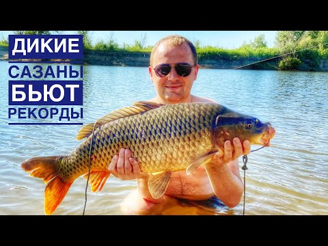 Видео: ДИКИЕ САЗАНЫ БЬЮТ РЕКОРДЫ!!! Рыбалка на Ахтубе Лето 2021