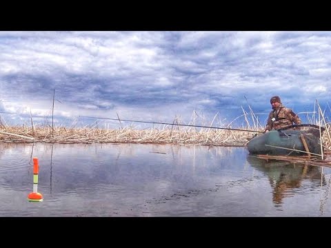 Видео: КИНУЛ В ЛУЖУ ПОПЛАВОК , ГДЕ РЫБА КИШИТ! Сазан, карась, красноперка! Рыбалка на поплавок.
