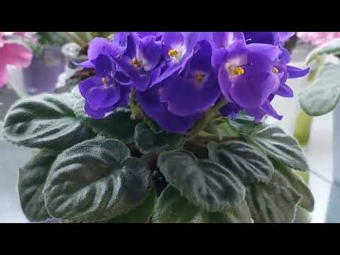 Видео: С Днем Фиалки!Цветение в сентябре 😍