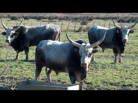Видео: Секретное стадо! 4 редкие породы крупного рогатого скота, превосходящие по качеству традиционную ...