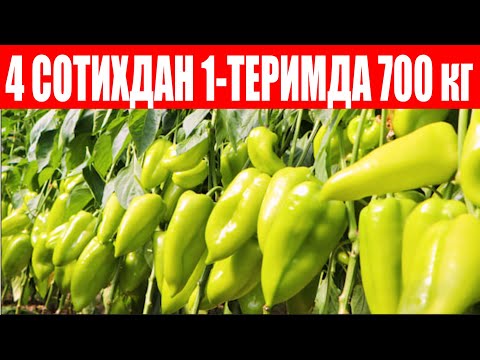 Видео: 40 йилдан бери деҳқончилик қиламан хали Ява F1 га ўхшаган болгарский кўрмаганман (Jawa F1-Sakata)