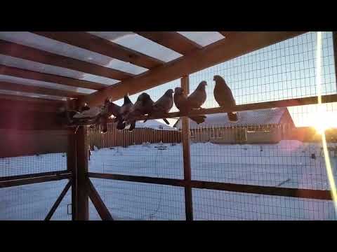 Видео: Голуби Свердловские высоколётные.Опровержение тёплых голубятен.тел.9122815080.