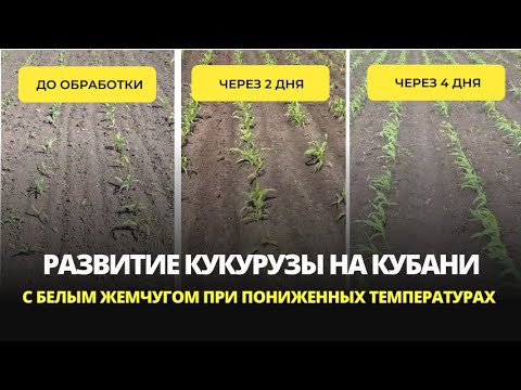 Видео: Развитие кукурузы при пониженных температурах на Кубани и изменения после обработки Белым Жемчугом