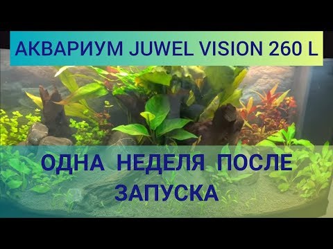 Видео: Аквариум Juwel vision 260 литров. Неделя после запуска. Выпуск 6.