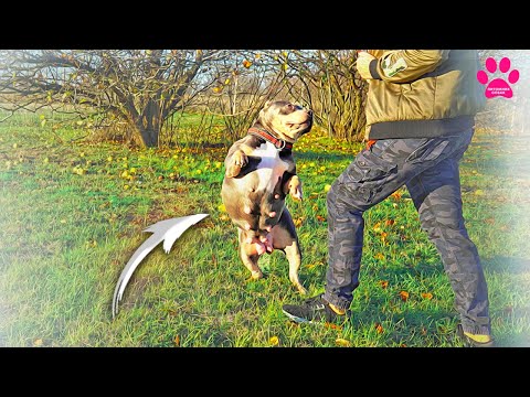 Видео: Аня уехала от нас! Первые щенки от Кинга! Бусе стало плохо...