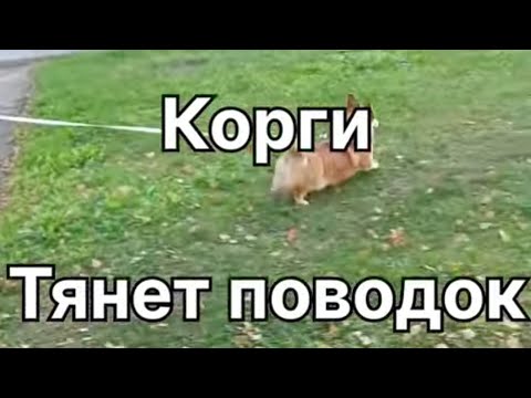 Видео: Корги ХРАЛИ, 1 ГОД. Тянет поводок, не видит человека на прогулке.