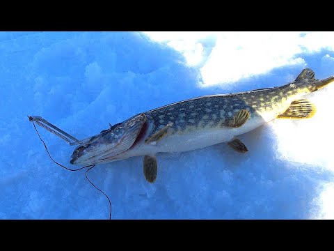 Видео: Зимняя Рыбалка. Ловля на жерлицы и капканы! Щука Окунь Плотва