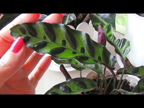 Видео: Марантовые. Что делать если... (Очень много слов))