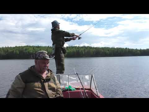 Видео: Рыбалка в Карелии на лесном озере! Рыбалка на лудах. Наловили мелочи, для кошачего питомника!