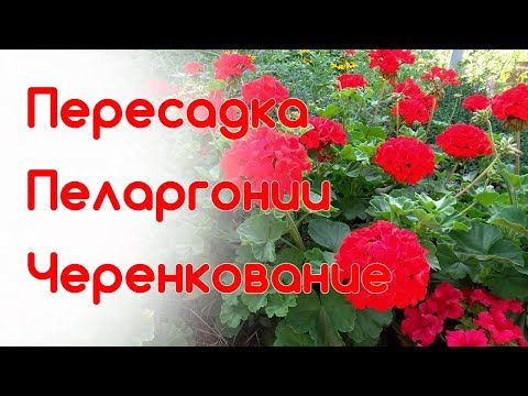 Видео: Пересадка пеларгонии из открытого грунта. Черенкование герани. Осенняя обрезка