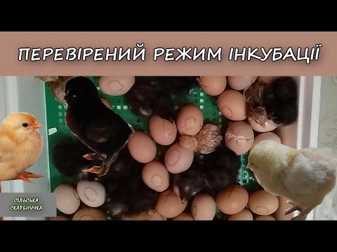 Видео: САМЫЙ ЛУЧШИЙ РЕЖИМ ИНКУБАЦИИ КУРИНЫХ ЯИЦ. Пошаговая инструкция!