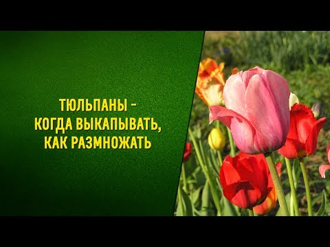 Видео: Тюльпаны   когда выкапывать, как размножать