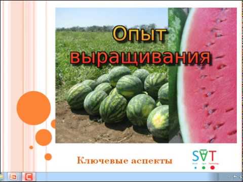 Видео: Арбуз - главные ошибки при выращивании. Опыт выращивания арбуза. Главные сложности при выращивании