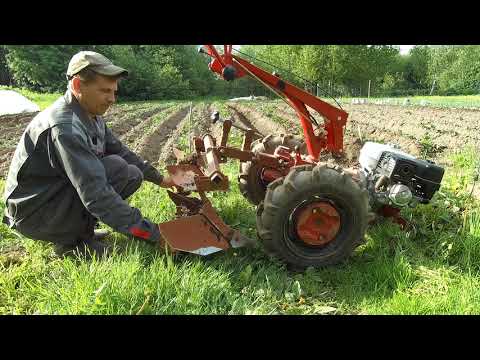 Видео: Окучивание картофеля мотоблоком / Мотоблок мтз Беларус 09Н