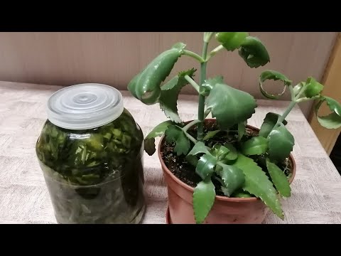 Видео: СОСУДИСТЫЕ ЗВЁЗДОЧКИ И СЕТОЧКИ на ногах, убирает настойка КАЛАНХОЭ..