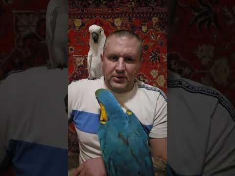 Видео: ЗЕРКАЛО ОПАСНО ДЛЯ ПОПУГАЯ.