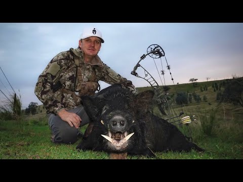 Видео: Охота на кабанов (охота с луком на кабанов в Австралии 4 дня)