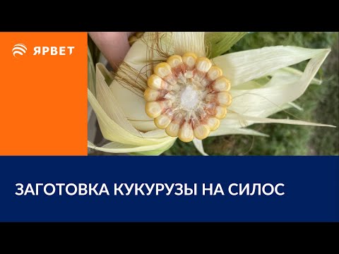 Видео: ЗАГОТАВЛИВАЕМ КУКУРУЗНЫЙ СИЛОС / НА ЧТО ОБРАТИТЬ ВНИМАНИЕ?