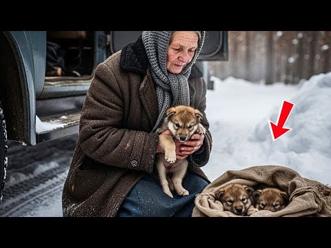 Видео: Старая женщина спасла волчат из снега — и однажды они вернулись, чтобы спасти её