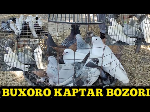 Видео: Buxoro kaptar bozori. Бухоро каптар бозори 29 05 2022