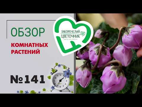 Видео: Новинки, редкие сорта. Главный висельник страны, красота и грязь. Обзор комнатных растений № 141