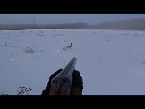 Видео: Охота на зайца с ИЖ-58