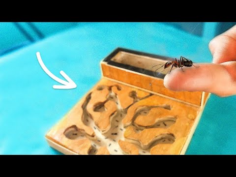 Видео: МЫ СДЕЛАЛИ МУРАВЬИНУЮ ФЕРМУ ИЗ ДЕРЕВА!