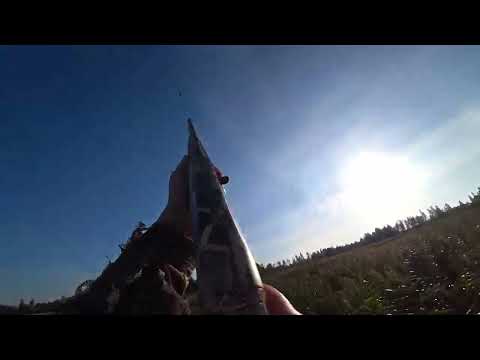 Видео: Снова удачная охота на утку  Много чирков и северная подтянула  Добыл утку с паразитами саркоцистоз