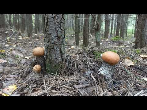 Видео: Грибной сезон в разгаре!!! Лучшие грибы.