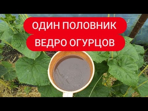 Видео: Эта подкормка в июне завалит ранними огурцами  сразу