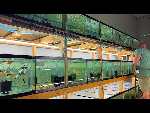 Видео: ЕДИНИЦА ДЛЯ ХРАНЕНИЯ ПРЕВРАЩЕНА В МАГАЗИН ТРОПИЧЕСКИХ РЫБ! *Тур*