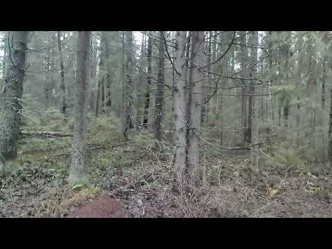 Видео: 7 ноября 2025 г.