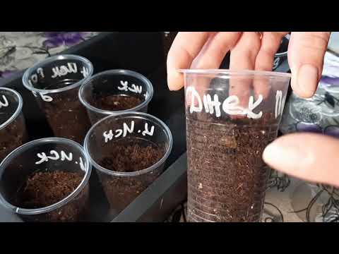 Видео: Посев томатов на рассаду без пикировки 2021