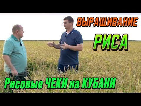 Видео: Технология выращивания риса. Миллиону Кубанского риса быть!