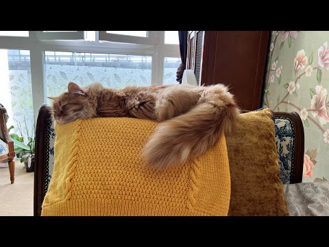 Видео: Моя домработница! 🌸