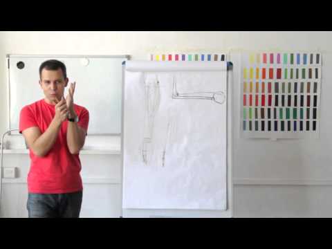 Видео: 7. Мышцы предплечья