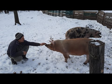 Видео: //Снігові-мясні Свині у Брата☝💪//Ці свині відмовилися жити в Повітці//