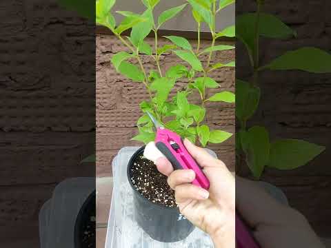 Видео: Мечта Лесково гортензия цветет и обрезка второго куста