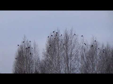Видео: Проверка путика на самодельном вездеходе.
