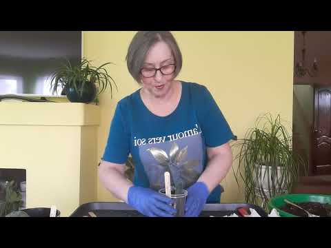 Видео: Распаковка посылки сансевиерии из листа,что получается.Красивые детки.