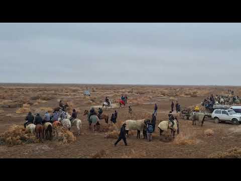 Видео: 17.01.25. Нокис рнда болган той Жорга шабыс 5-Айлау