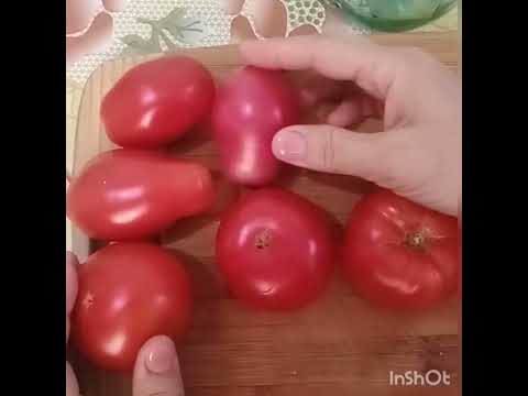 Видео: Қызанақтың тұқымын қалай алуға болады? Помидор. Ең оңай әдіс.🍅👍