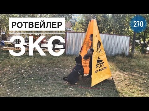 Видео: Мощный РОТВЕЙЛЕР.ЗКС