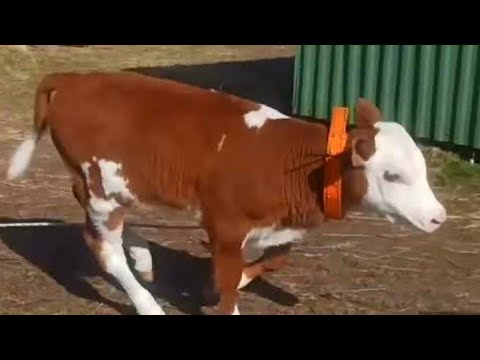 Видео: ПЕРВЫЙ ВЫГУЛ У БЫЧКА😊