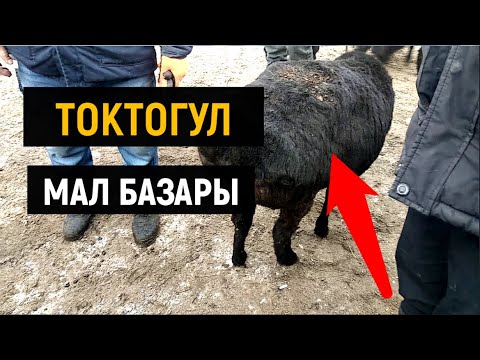Видео: Токтогул (Мал базар 25.12.21) ютуб канал ачылды