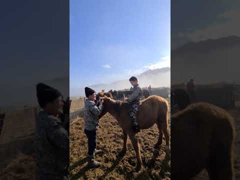 Видео: Асау уйрету ! Нурбек агамыз баласына Рух берип Асауга мингизди!
