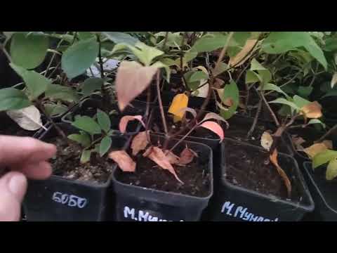 Видео: Гортензия в ноябре не одревеснели Что делать