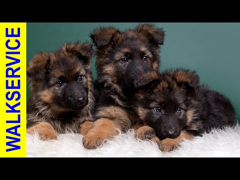 Видео: ЩЕНКИ НЕМЕЦКОЙ ОВЧАРКИ - как купить щенка без обмана, мифы и реальность?