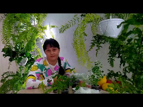 Видео: #Мои_комнатные_растения_2021 // Папоротники из спор // #Микросорум_Африка