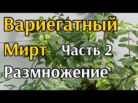 Видео: Размножение мирта Часть2